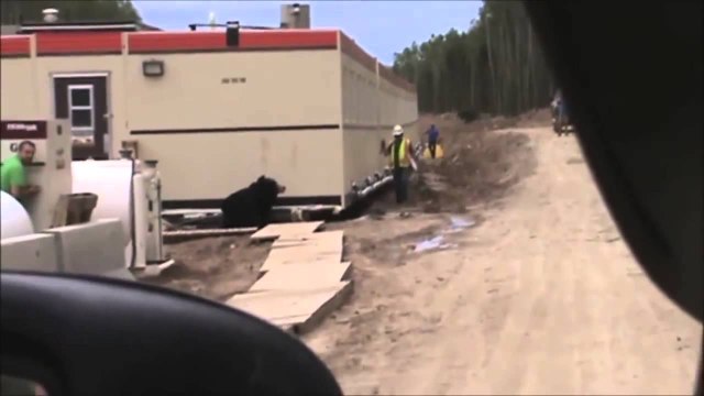 Мужчина, одетый в костюм медведя, напугал до смерти своих коллег. Ролик набрал уже более миллиона просмотров.