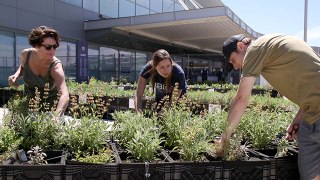 Did You Know There's A Little Vegetable Farm At JFK Airport?