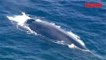 États-Unis: ils sauvent une baleine bleue prise dans des filets