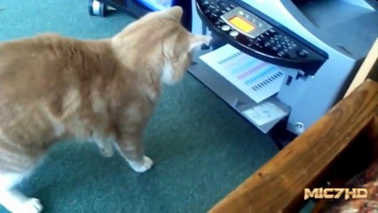 Epic Funny Cats 3 Minutes