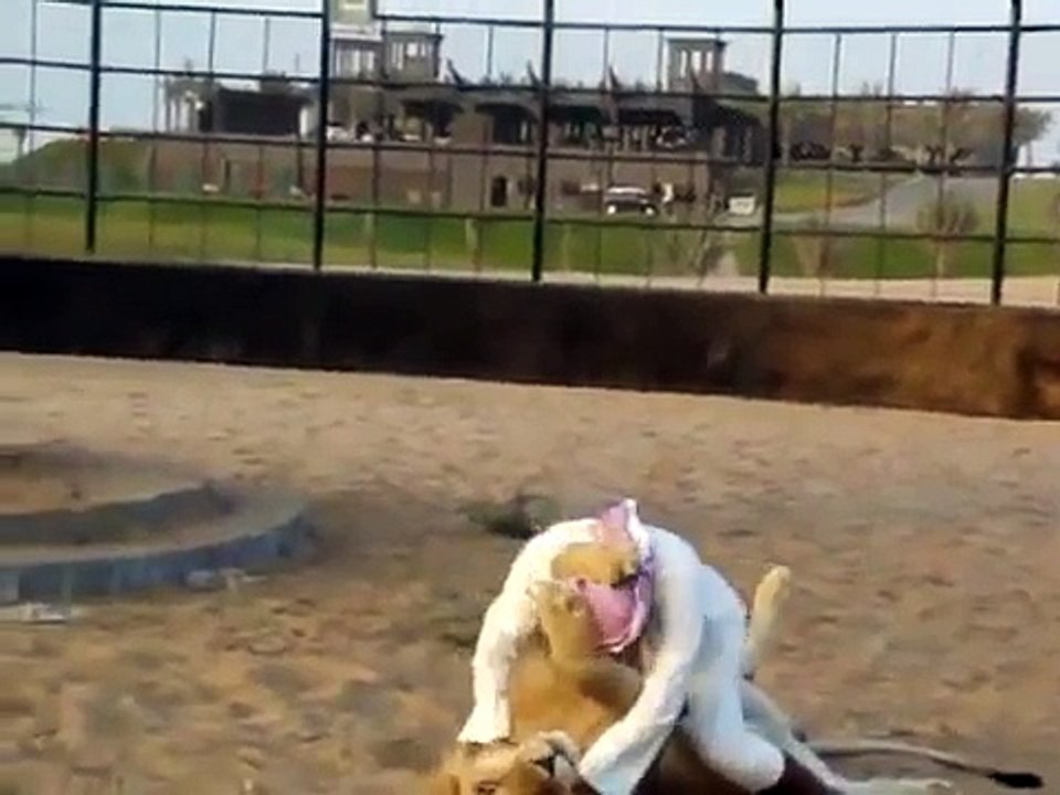Man vs Lion Fight Lion Vs Man Video