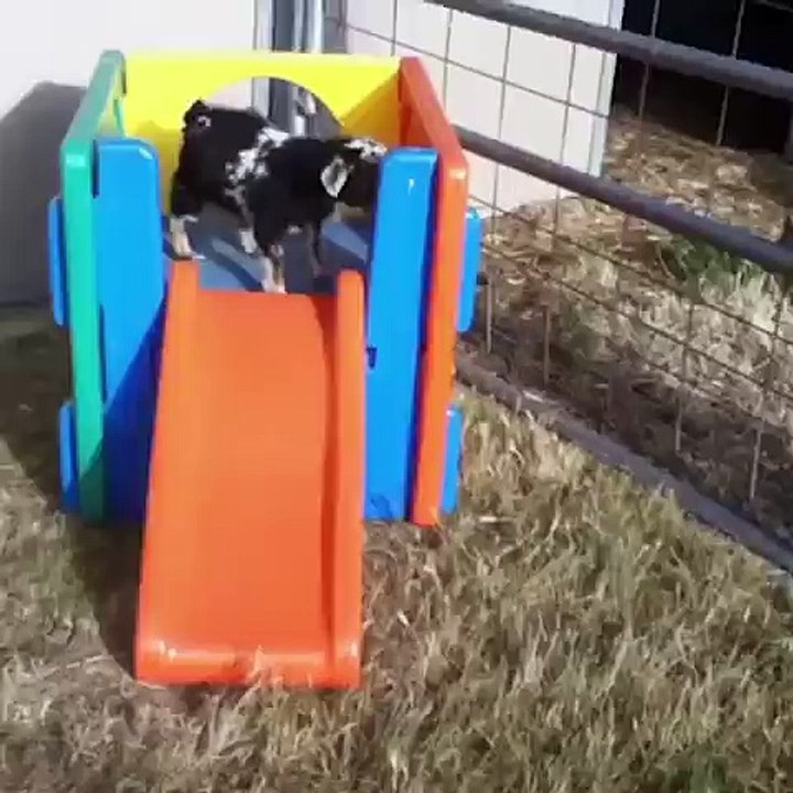 Une chèvre bugge sur un tobogan