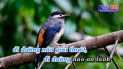 Karaoke Đi Đường Nào An Lạc (Trung Hậu)-DEMO