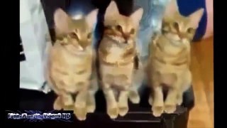 Funny Cats Compilation 2016 ► Funny Animals 2016 ► Funny Amazing Videos HD