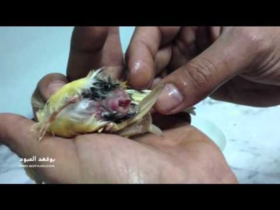 إنحسار البيضة بانثى الكناري   YouTube