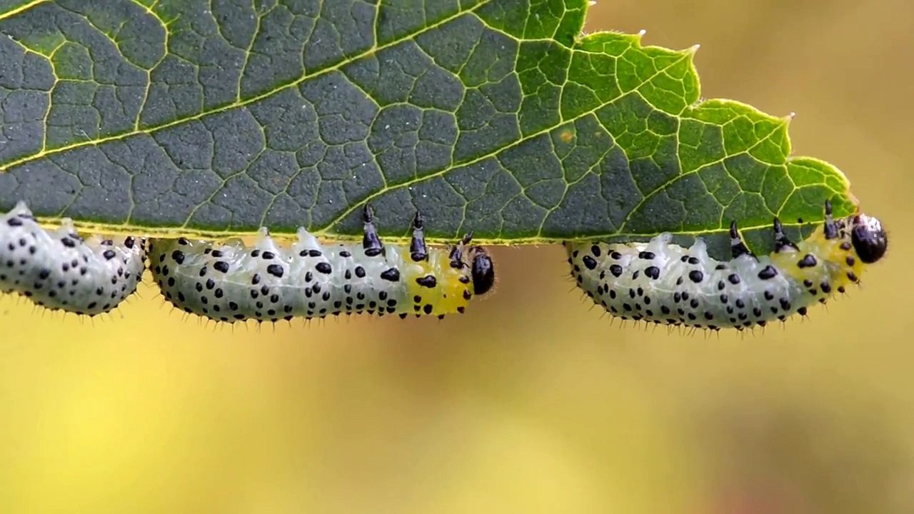 Gooseberry sawfly catepillars