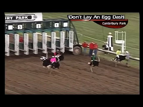 Icelandic soccer commentator goes crazy over ostrich race