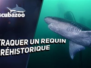 Un requin du Jurassique filmé dans les eaux profondes