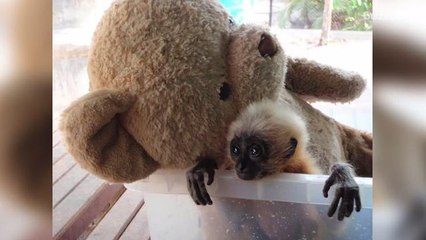 Orphaned Ape Snuggles with Teddy Bear with a Heartbeat