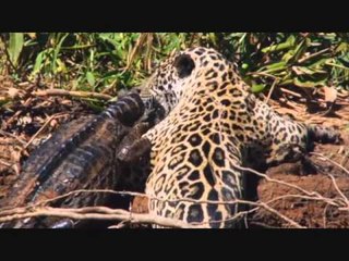 Jaguar kills Croocodile...real