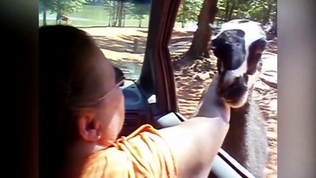 Le zoo c'est dangereux! la preuve - compilation d'attaques d'animaux