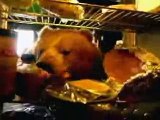 Bears to buy Pepsi | Pepsi Bears | Funny Video | Funny Movie