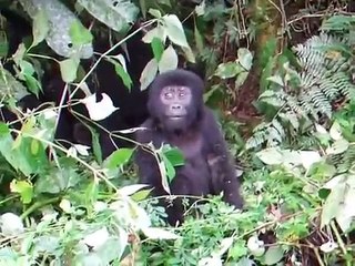 Un bébé gorille maladroit veut faire peur