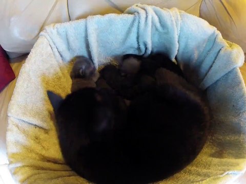 Time Lapse - Acceléré du 1er mois de chatons - Kitten TimeLapse