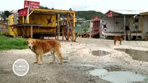 Chile: algas tóxicas en Chiloé | Global 3000