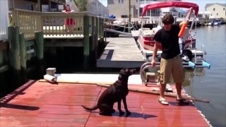 Funny Ditzy Dogs Pet Video Compilation 2016