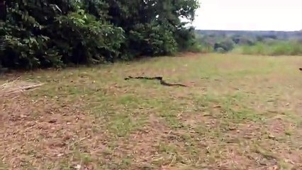 KOCA YILANI ÜZERINE ATLAYIP YAKALADI