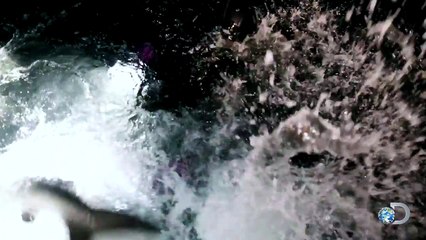 Divers Surprised by Large Grander Mako At Night