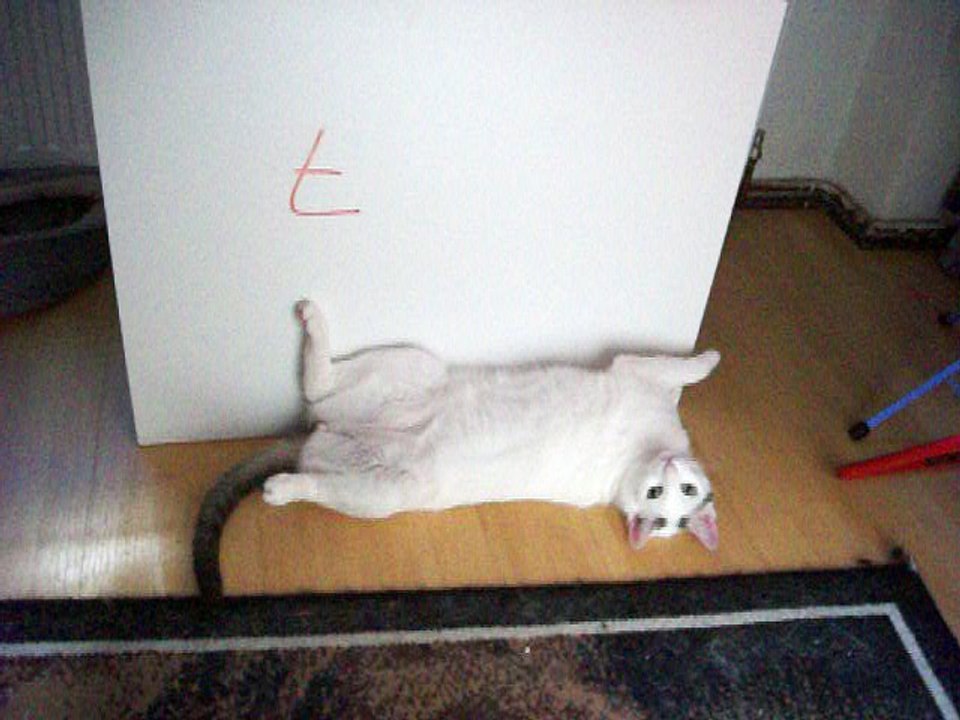 Harvey und Vinzent am 28.06.2016