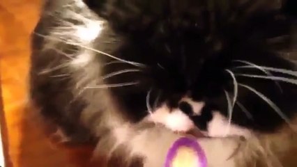 Кулинарный восторг кота. Смешные приколы кошки