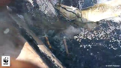 Un Pescatore Si Getta In Acqua Completamente Vestito... Il Motivo? Merita Un Applauso!