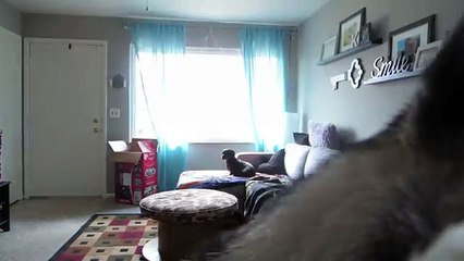 I Padroni Escono Di Casa... Ecco Cosa Fanno i Cani In Loro Assenza