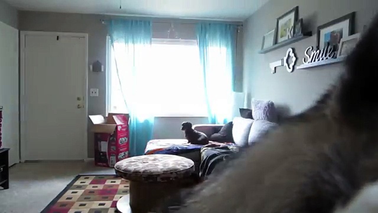 I Padroni Escono Di Casa... Ecco Cosa Fanno i Cani In Loro Assenza