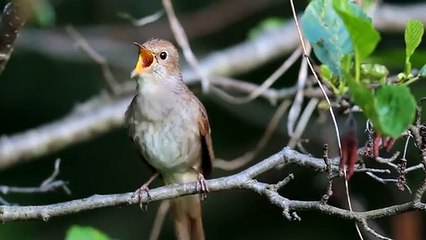 Chanson du Rossignol mch (1)