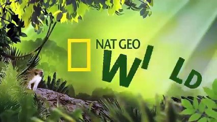 Así fue como este cocodrilo mató a un león