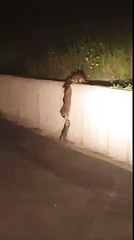 Il Piccolo Procione Non Riesce A Superare Il Muro... Il Lavoro Di Squadra Della Famiglia è Incredibile