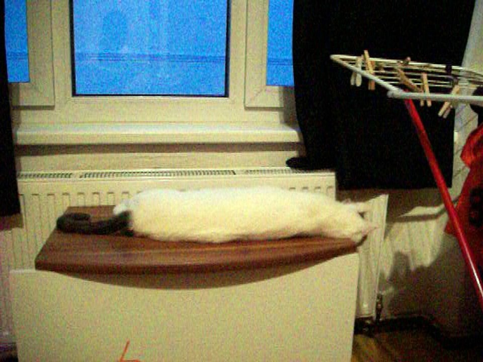 Harvey und Vinzent am 28.06.2016