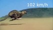El guepardo, el animal mas rapido del mundo