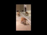 Golden Retriever Puppy Ecstatic to Meet Three New Friends