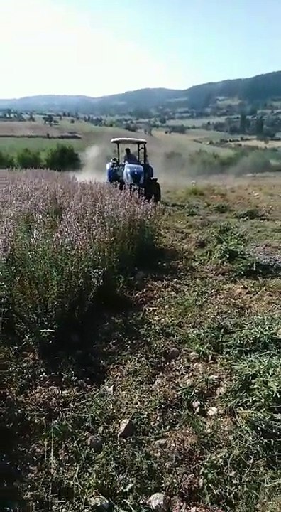 adaçayı hasadı