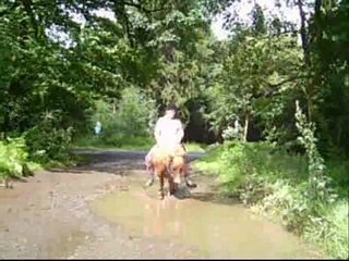 *- Les Shetland -* Ballade excellente