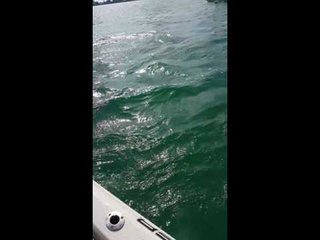 Hammerhead Shark and Tarpon Battle It Out Near Fisherman's Boat