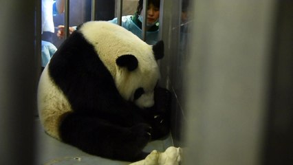 Mamãe panda tem gêmeos na China