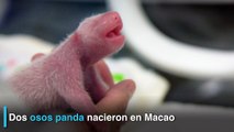 Nacen dos osos pandas en Macao