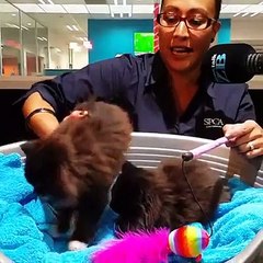 Cute kittens and adorable