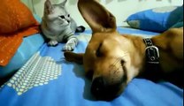 Ce chat réveille un chien qui dort !