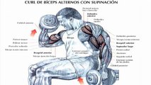 Recomendaciones para aumentar masa muscular - Ejercicios para biceps (1/2)