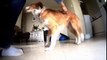 Dog Dancing - funny videos dog - Compilation dogs 2016