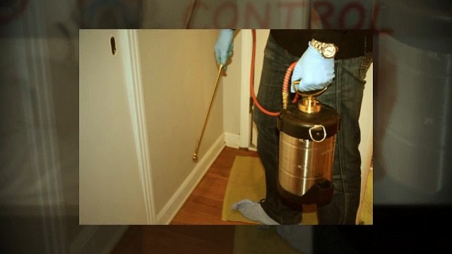 Pest Control Experts In Boise