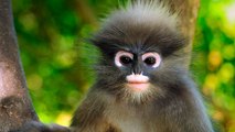 Top 10 Most Amazing Monkeys In the World