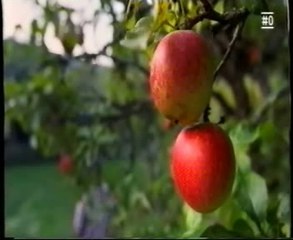 Calorias: La energia de los alimentos