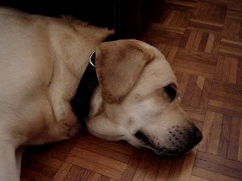 Saxo mon petit chien >___