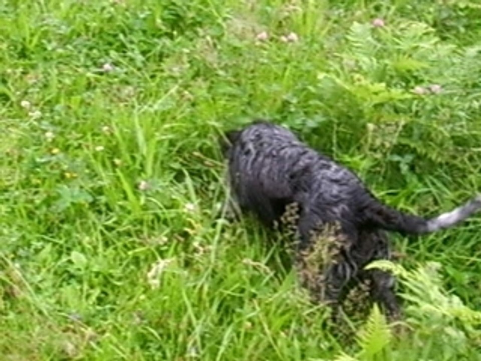 wachtelhund