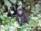 Ce bébé Gorille trop mignon essaye de se frapper la poitrine mais c'est pas gagné