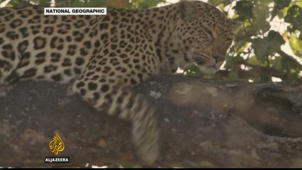 Angola's taste for meat takes toll on wildlife