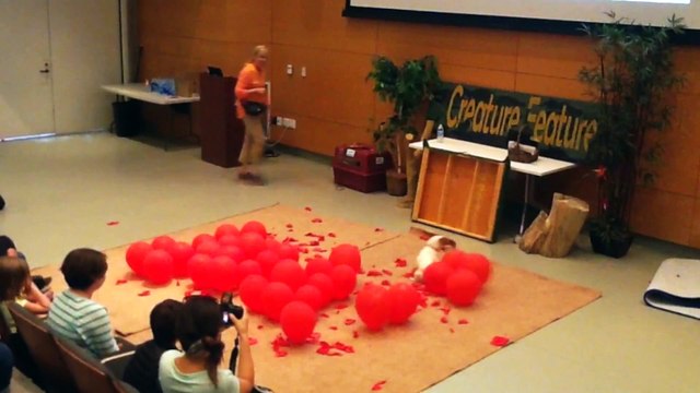 Record du chien le plus rapide à exploser 100 ballons... Vraiment ?